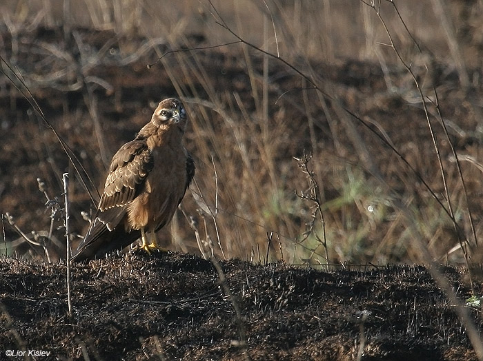    Montagus Harrier Circus pygargus                         , ,  2009.: 